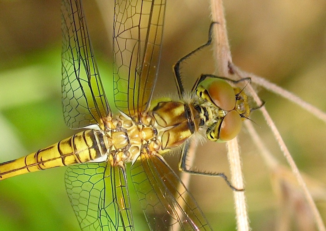 ID libellula 5: Sympetrum meridionale